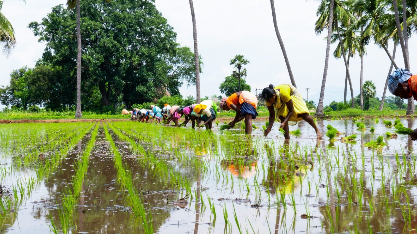 people in green grass field near lake during daytime